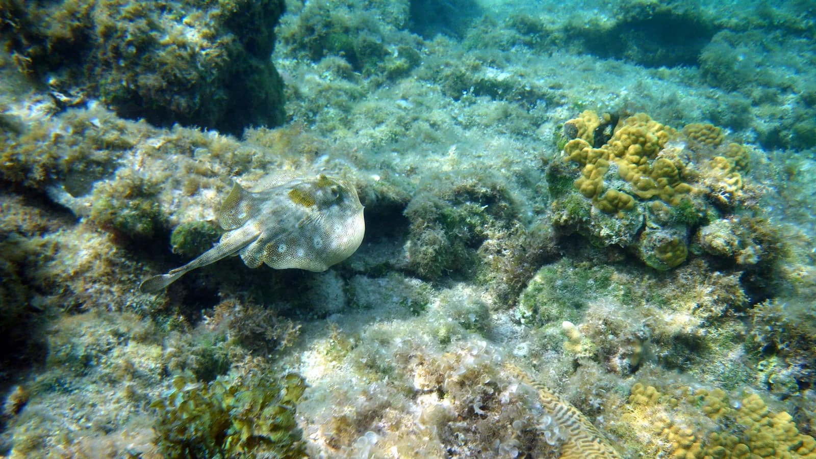 All-inclusive resorts in Grand Cayman, Cayman Islands