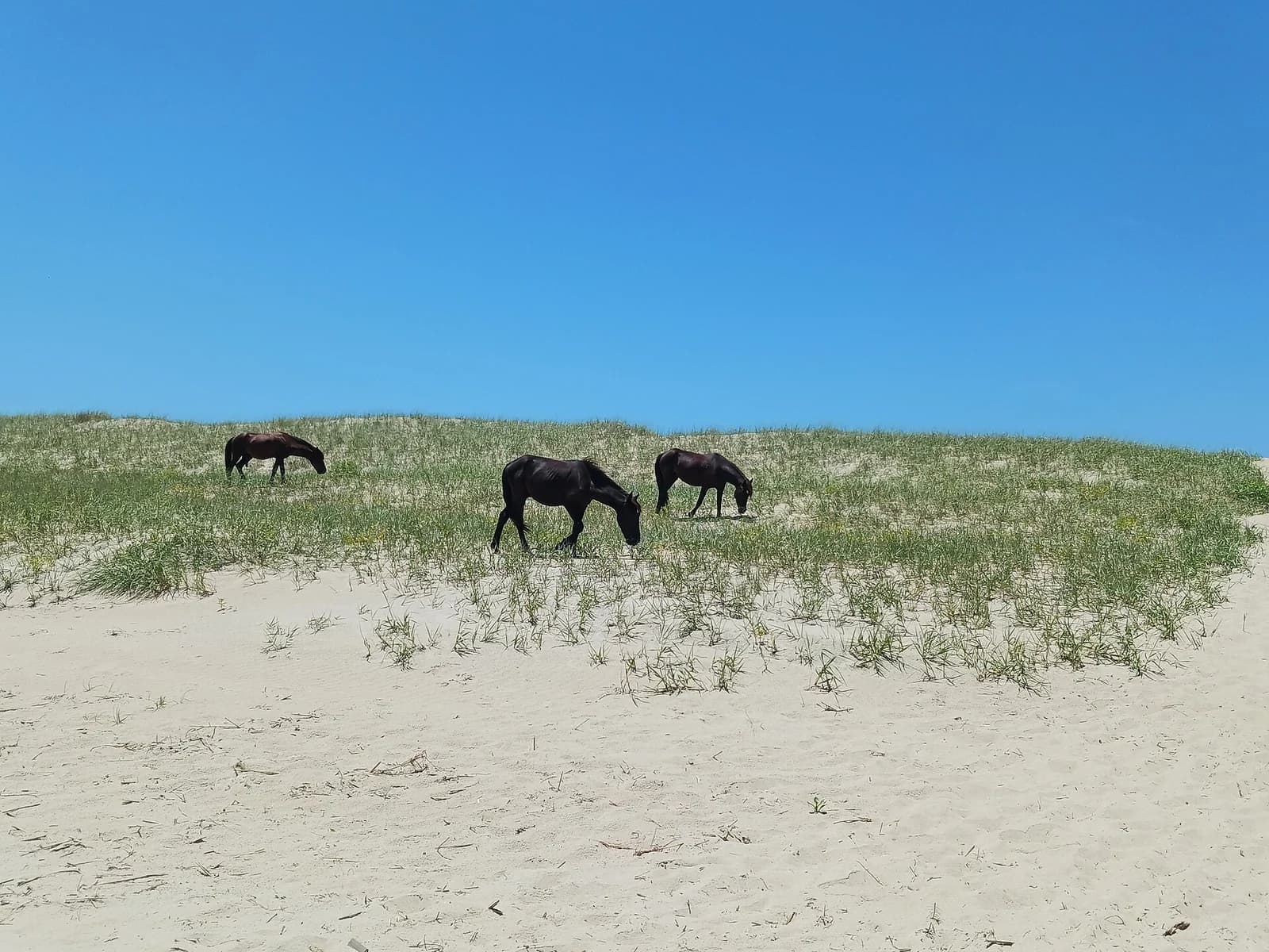 Corolla Beach, northern Outer Banks - one of the best beaches in North Carolina