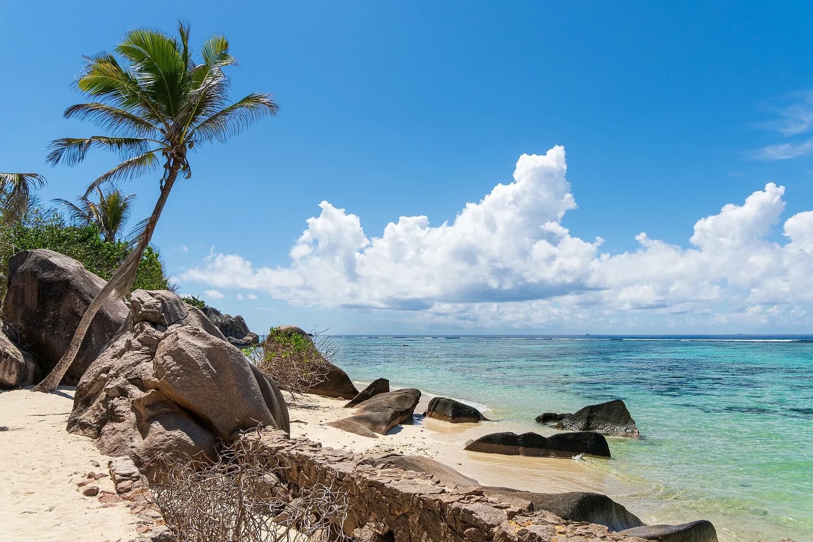 Anse Source d'Argent, La Digue, Seychelles - palm leaning over white sand and turquoise water