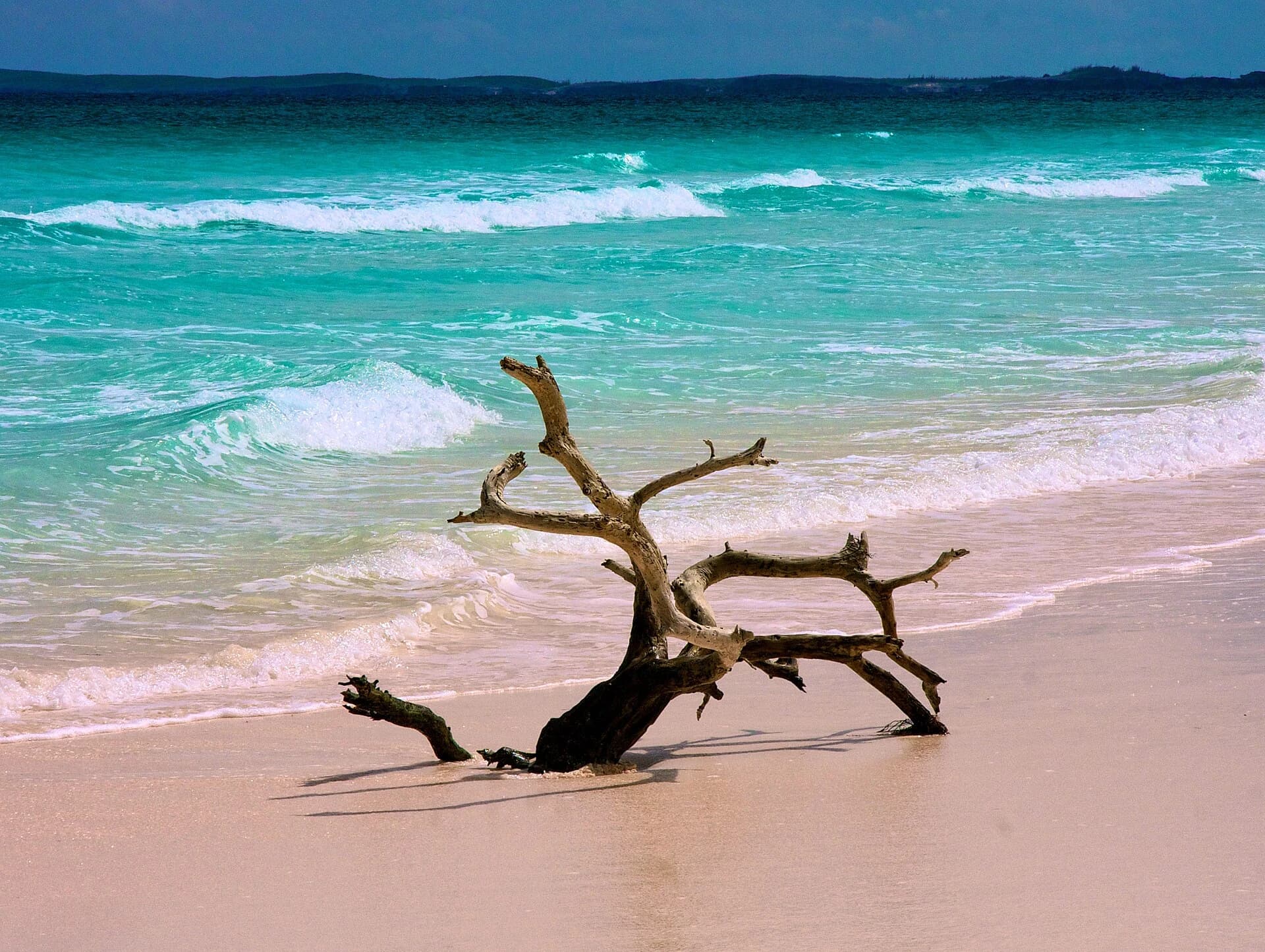 Pink Sands Beach, Harbour Island, Bahamas — weathered driftwood on the pink sand beside turquoise surf