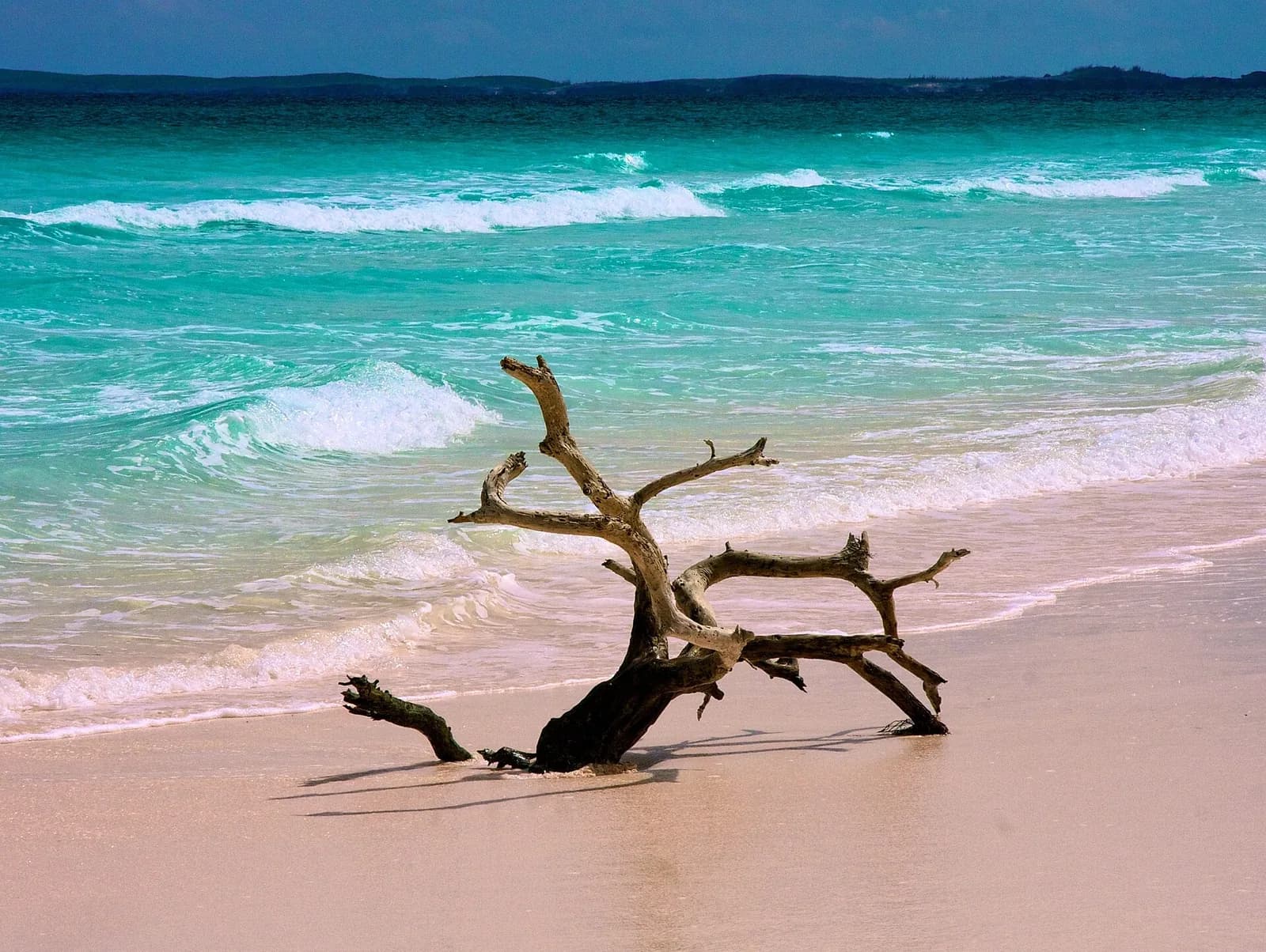 Pink Sands Beach, Harbour Island, Bahamas - weathered driftwood on the pink sand beside turquoise surf
