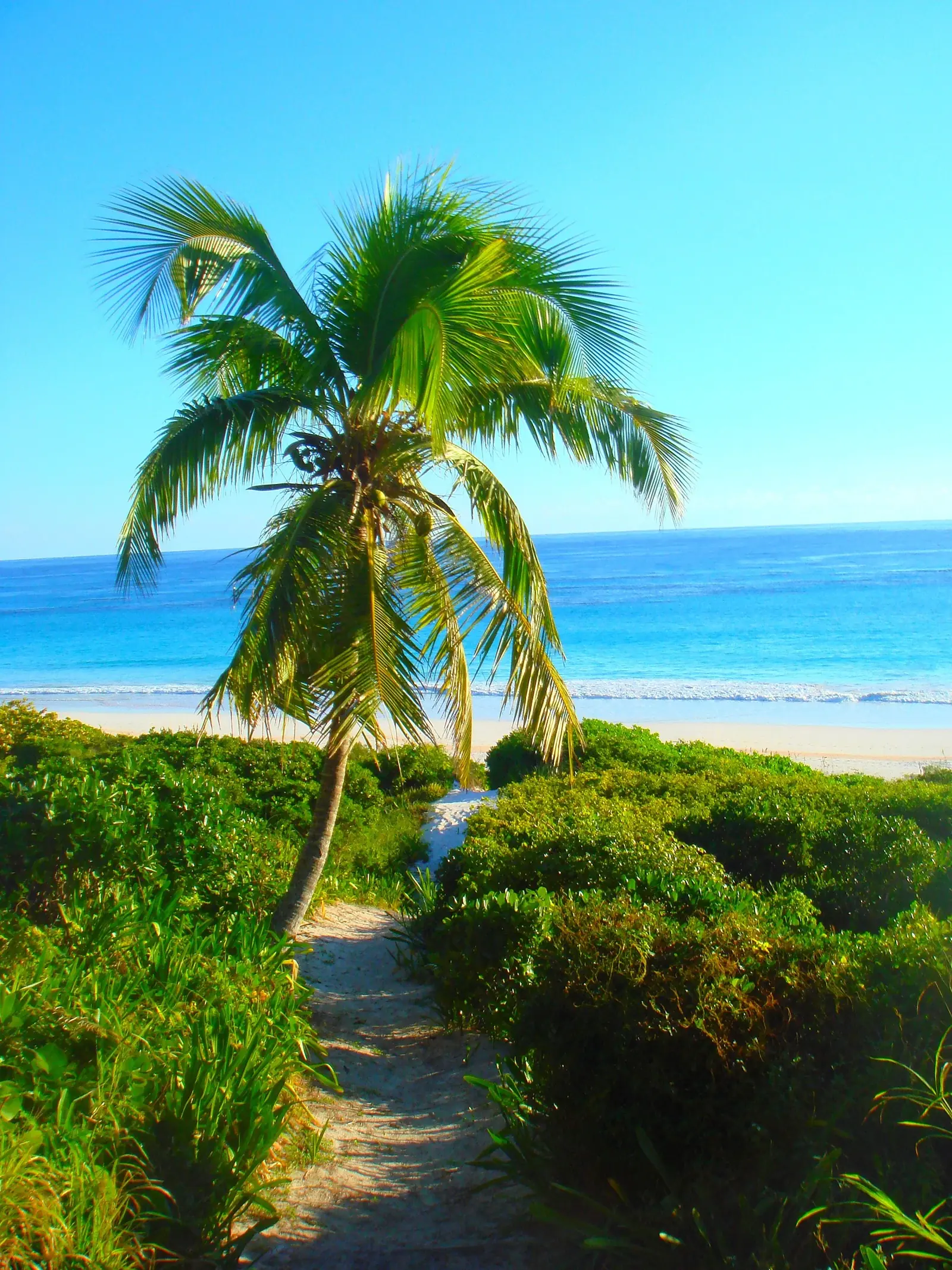 Pink Sands Beach, Harbour Island, Bahamas - a palm and sandy path leading down through the dunes to the beach