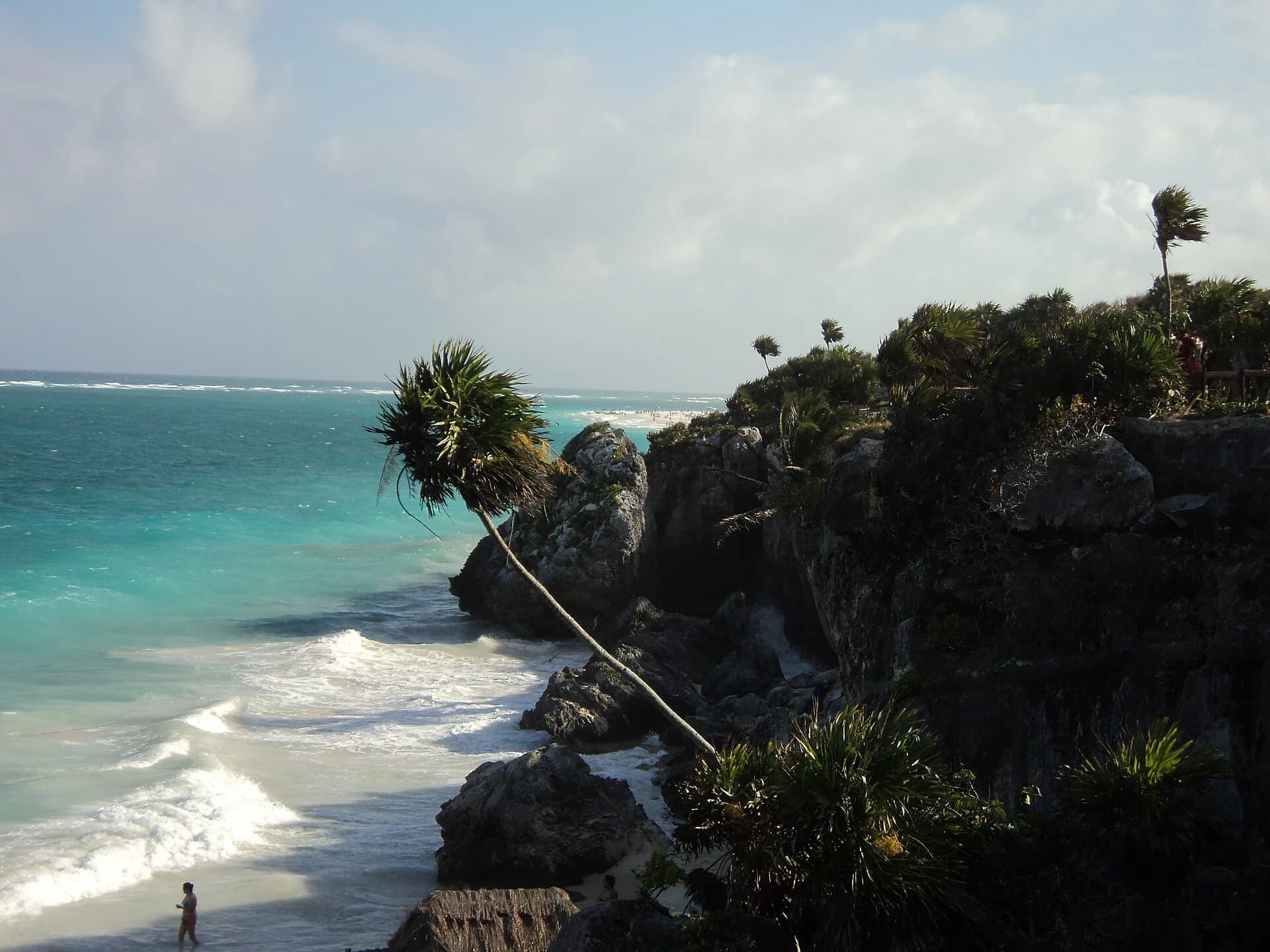 Tulum, Quintana Roo, Mexico - a palm leaning over the rocky cove and breaking surf
