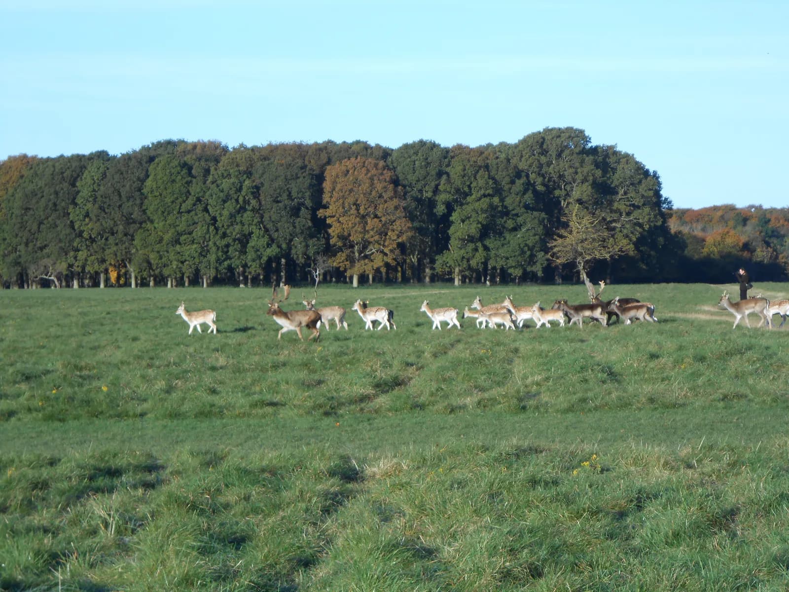 Fallow deer grazing in Phoenix Park, the green lung beside the Ashling Hotel