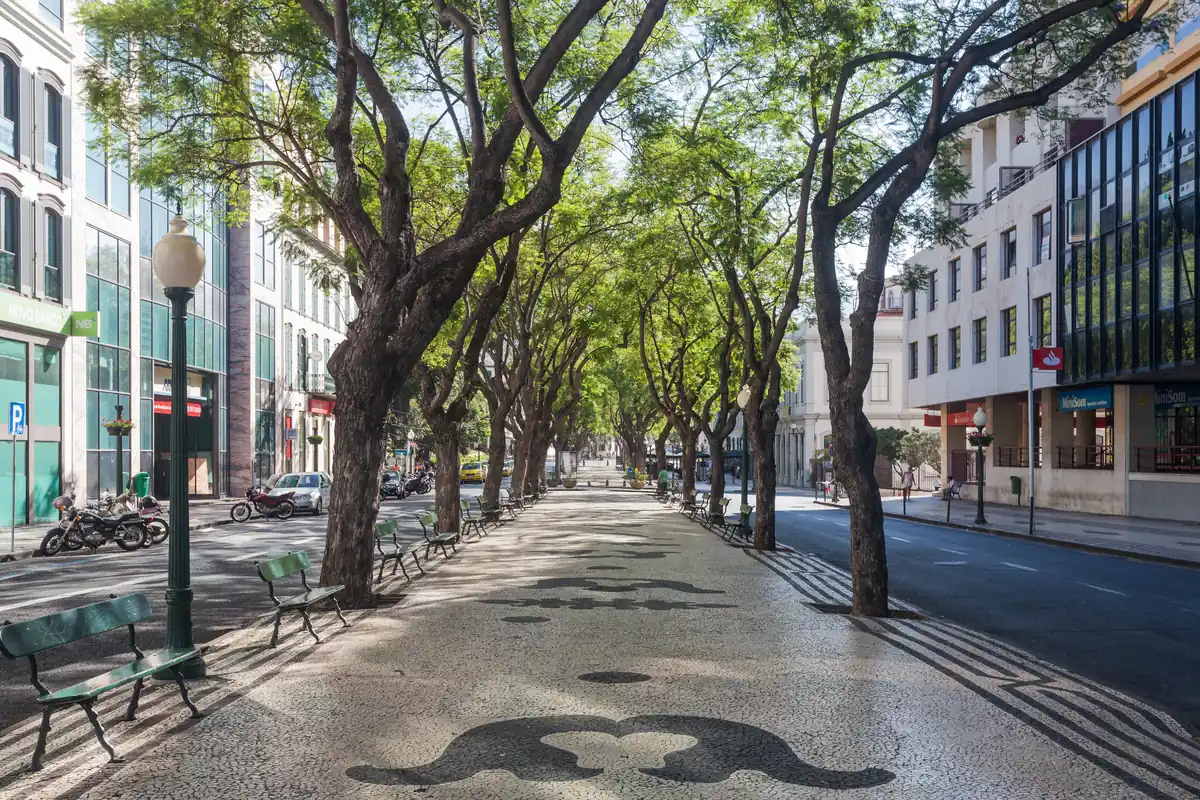 The tree-lined Avenida Arriaga in central Funchal, with its mosaic pavement