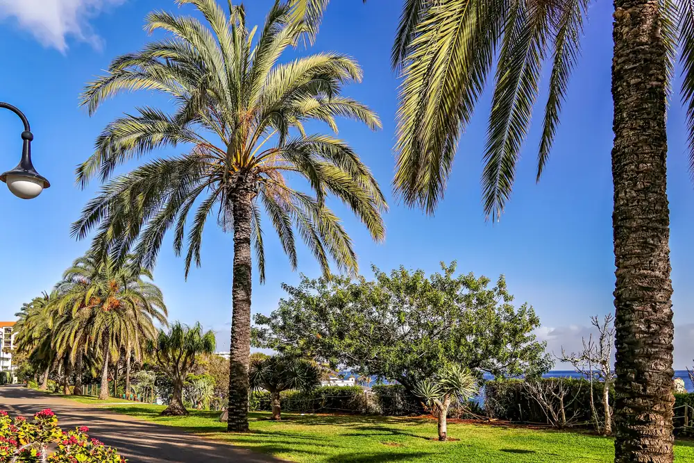 The Lido promenade in Funchal, the palm-lined seafront walk along the western hotel strip