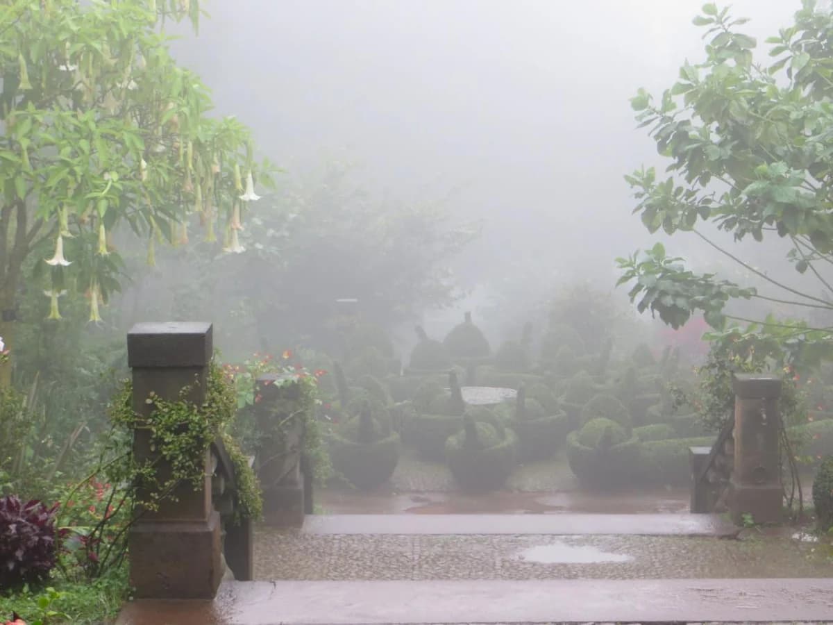 The Palheiro gardens in the hills above Funchal, often in cloud at 500 m above the town