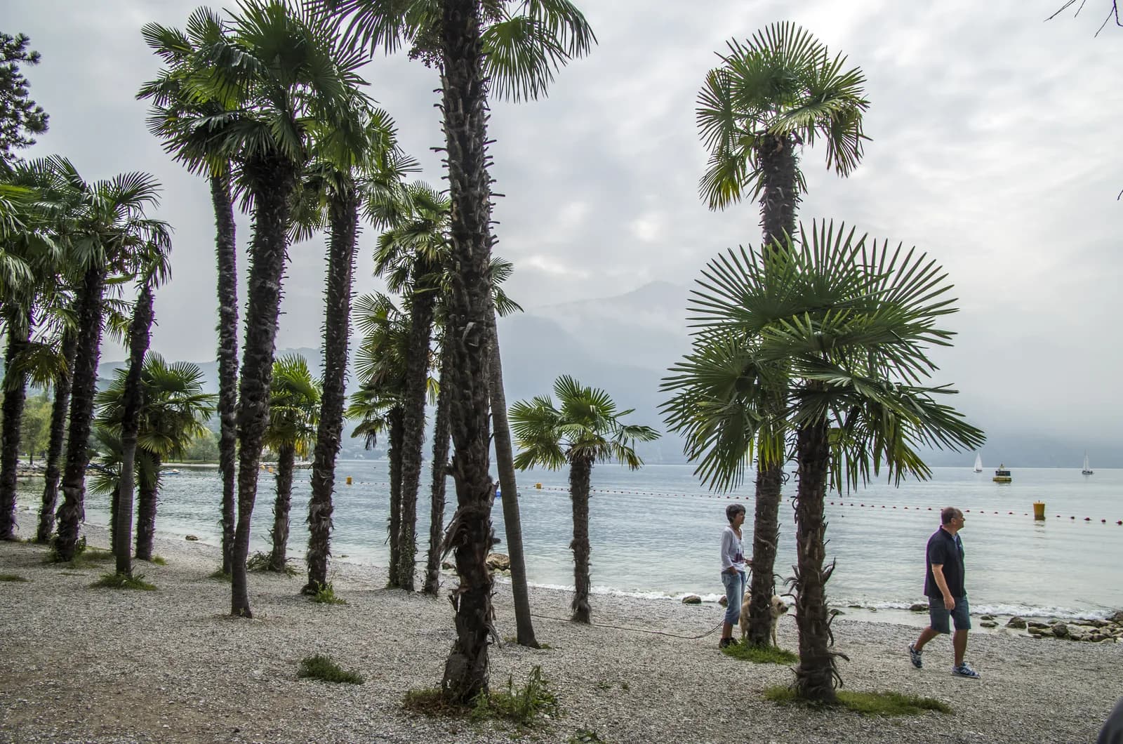 Palms on the public gravel beach along the lakefront at Riva del Garda