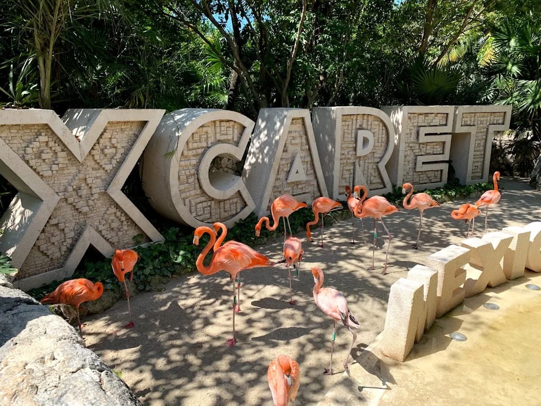 Flamingos beside the carved Xcaret letters at the Xcaret park near Playa del Carmen