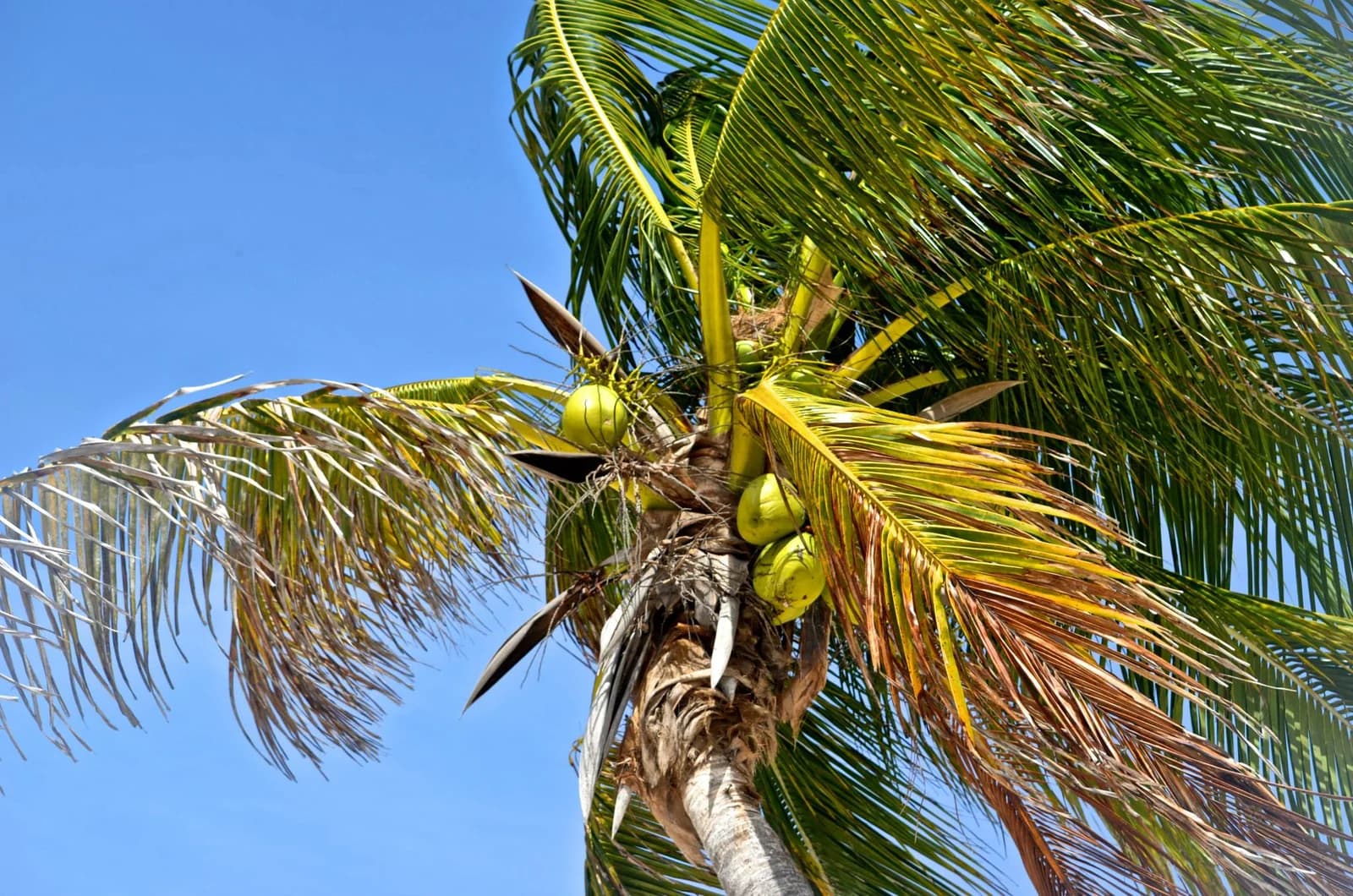 A coconut palm against a clear sky at Xpu-Ha, on the coast between Playa del Carmen and Tulum