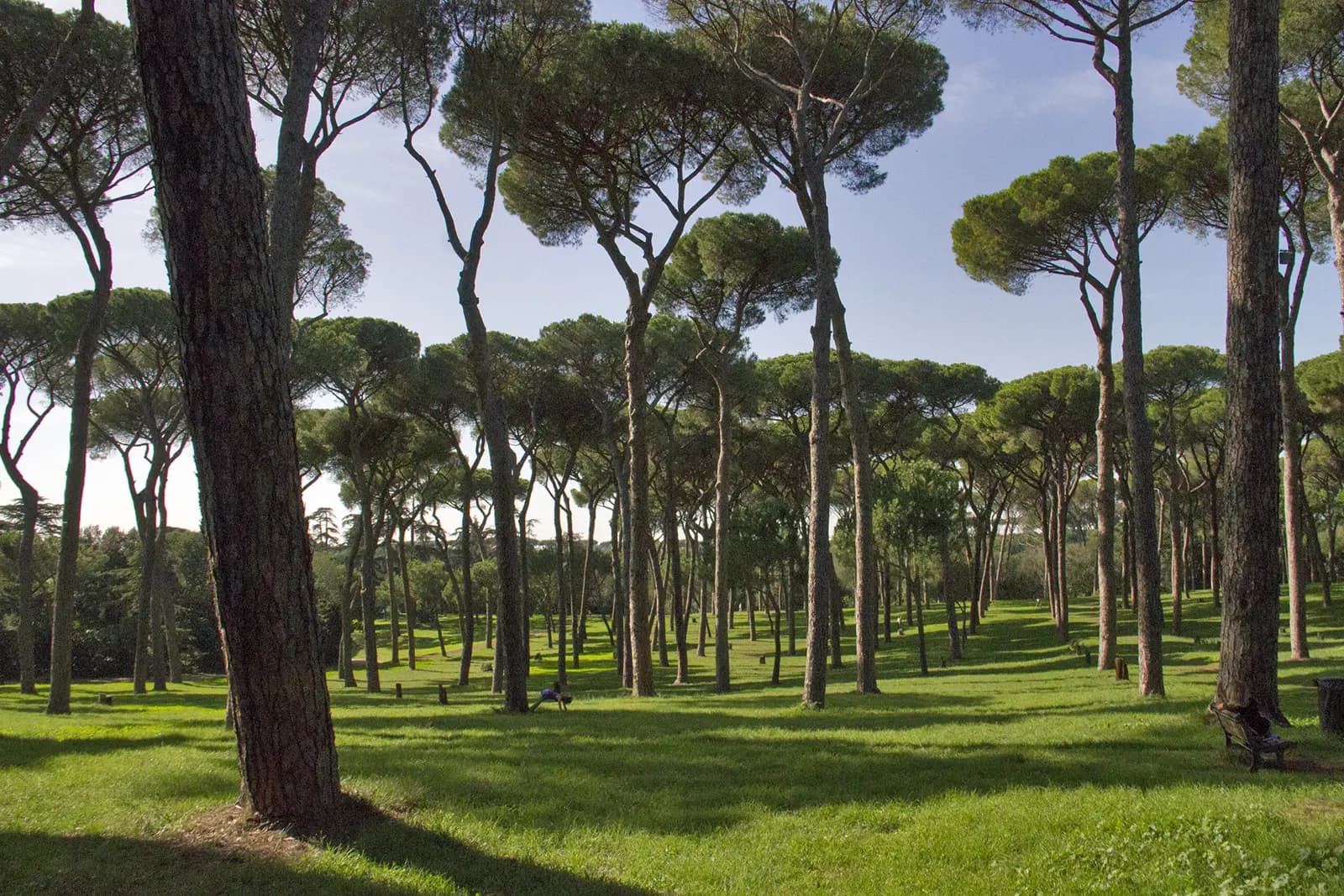 Stone pines and open lawn in Villa Doria Pamphili, the park on the Gianicolense side of Rome