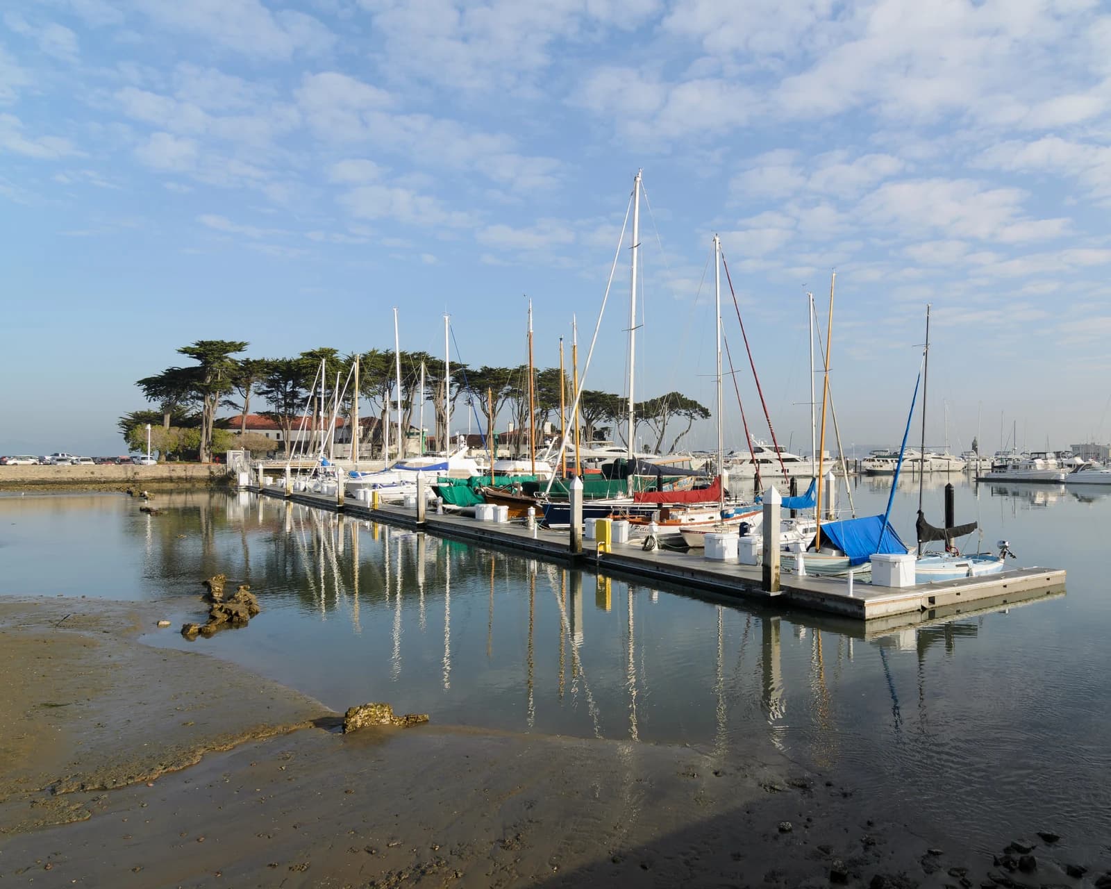 Sailboats moored at the Marina Yacht Harbor in San Francisco with cypress trees behind