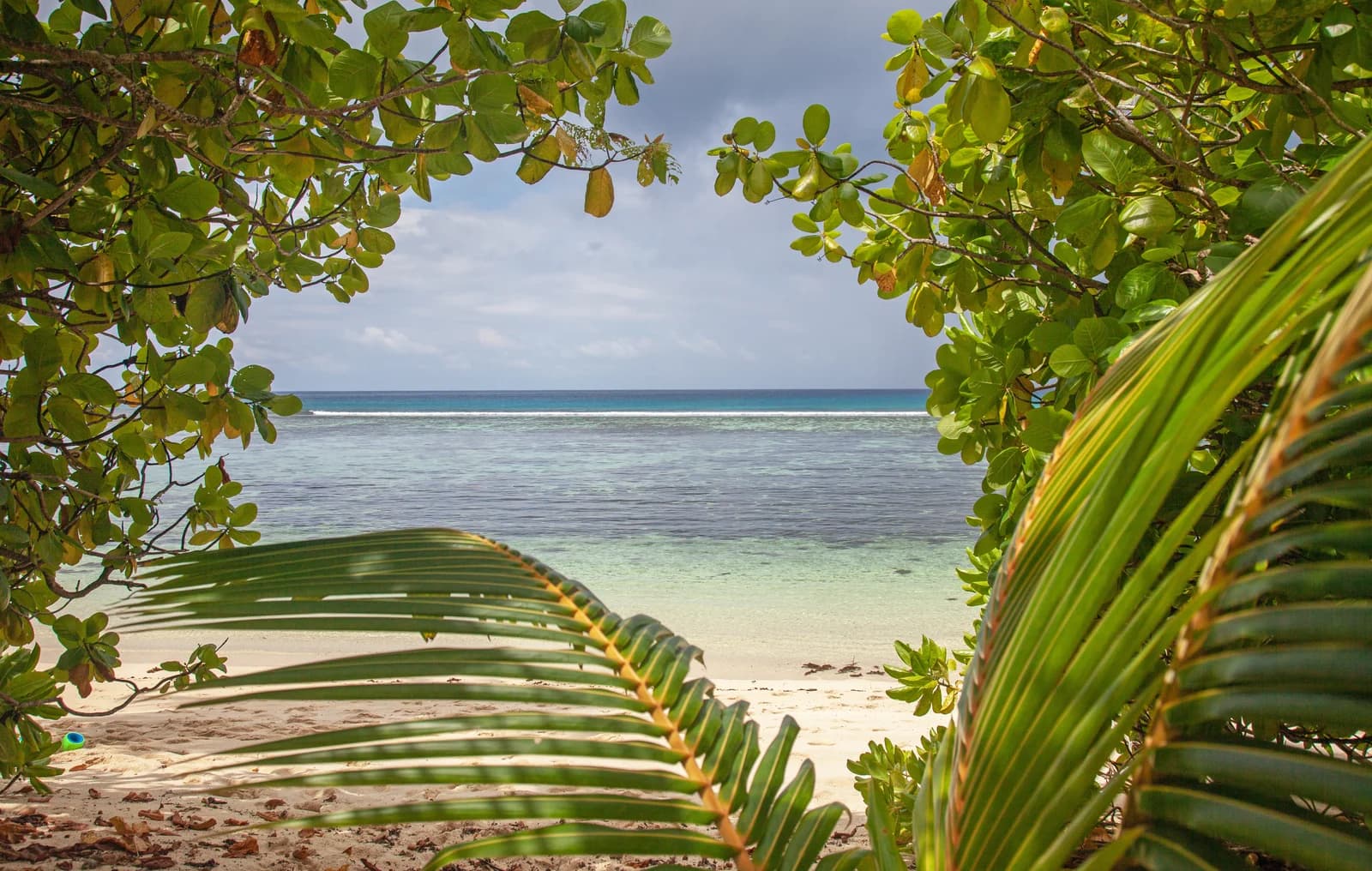 Anse Forbans on Mahé's south-east coast, framed by palm fronds above the shallow reef