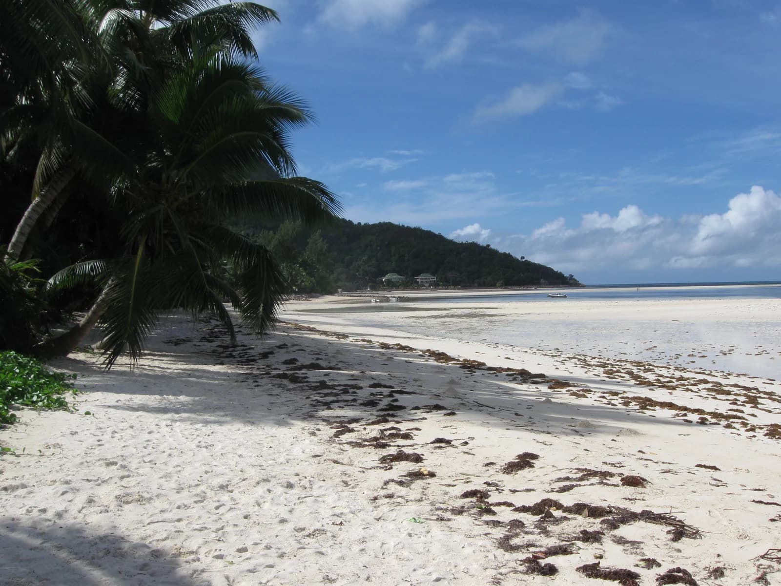 Grand Anse on Praslin, with seaweed washed up along the tideline