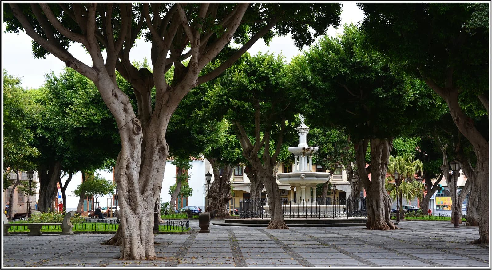 Old trees and the fountain on Plaza del Adelantado in the UNESCO-listed old town of La Laguna