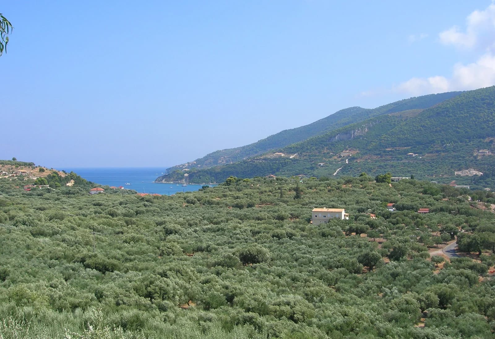 Olive groves running down to Keri Bay in the south-west of Zante, part of a Natura 2000 protected area
