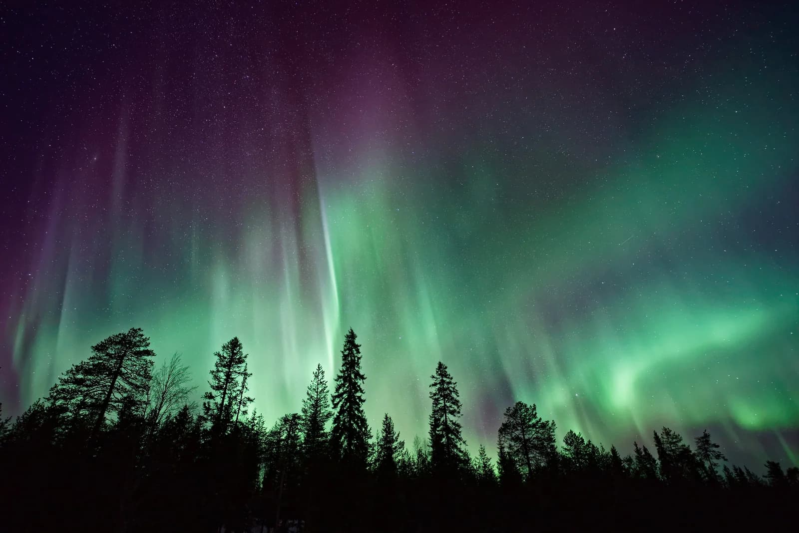 Green aurora arching over a dark line of conifers under a clear Arctic night sky