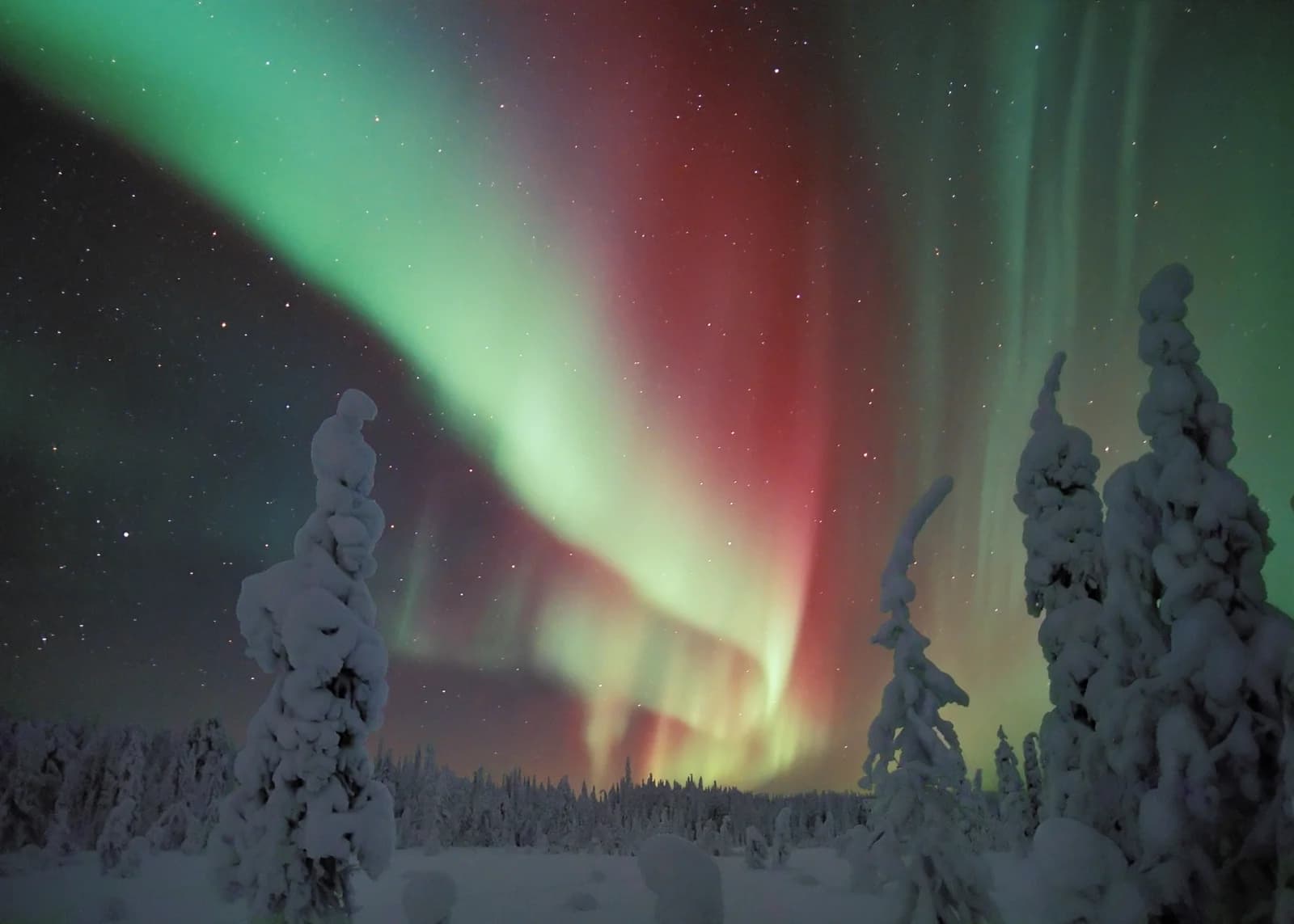 Green and magenta northern lights above a snow covered pine forest in Finland