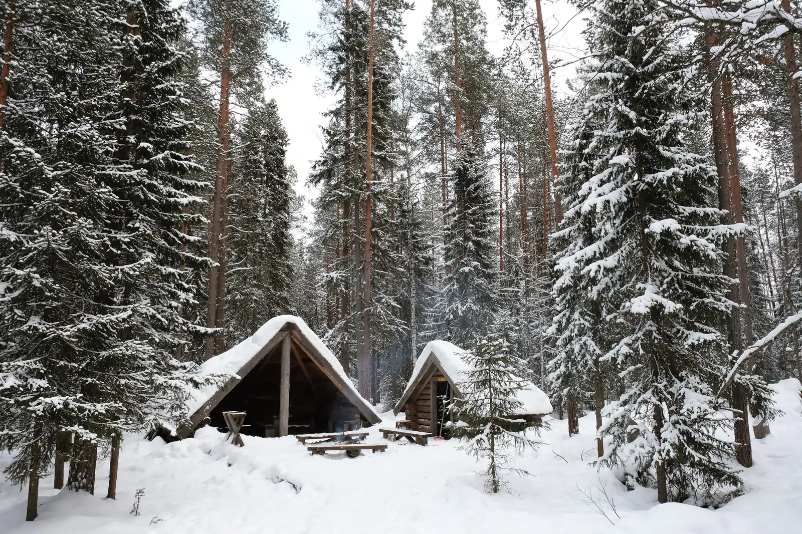 Snow covered pines around wooden shelters in the forest outside Rovaniemi in Finnish Lapland