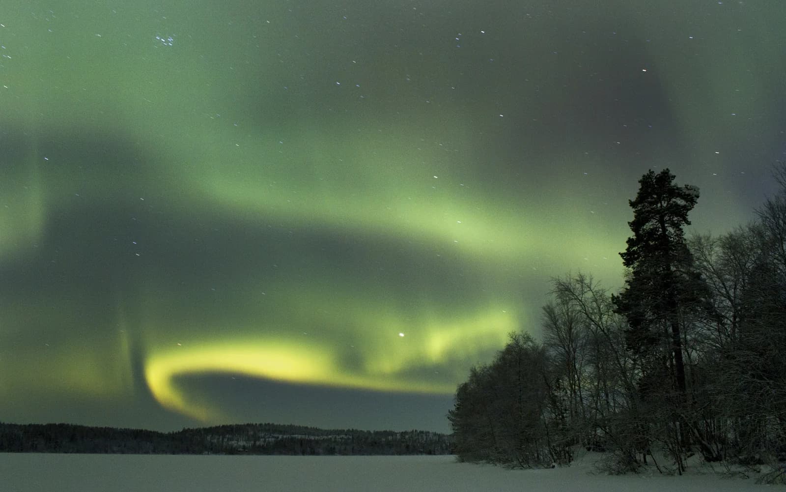 Green northern lights over a snowy clearing and pine forest in Sor-Varanger near Kirkenes