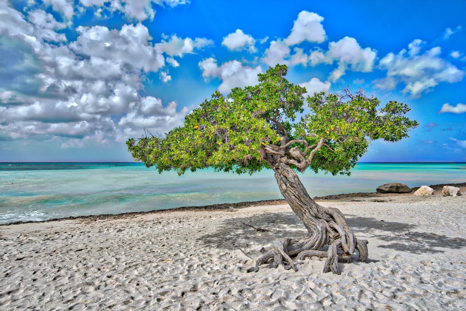 Fofoti tree leaning over white sand and turquoise water on an Aruba beach