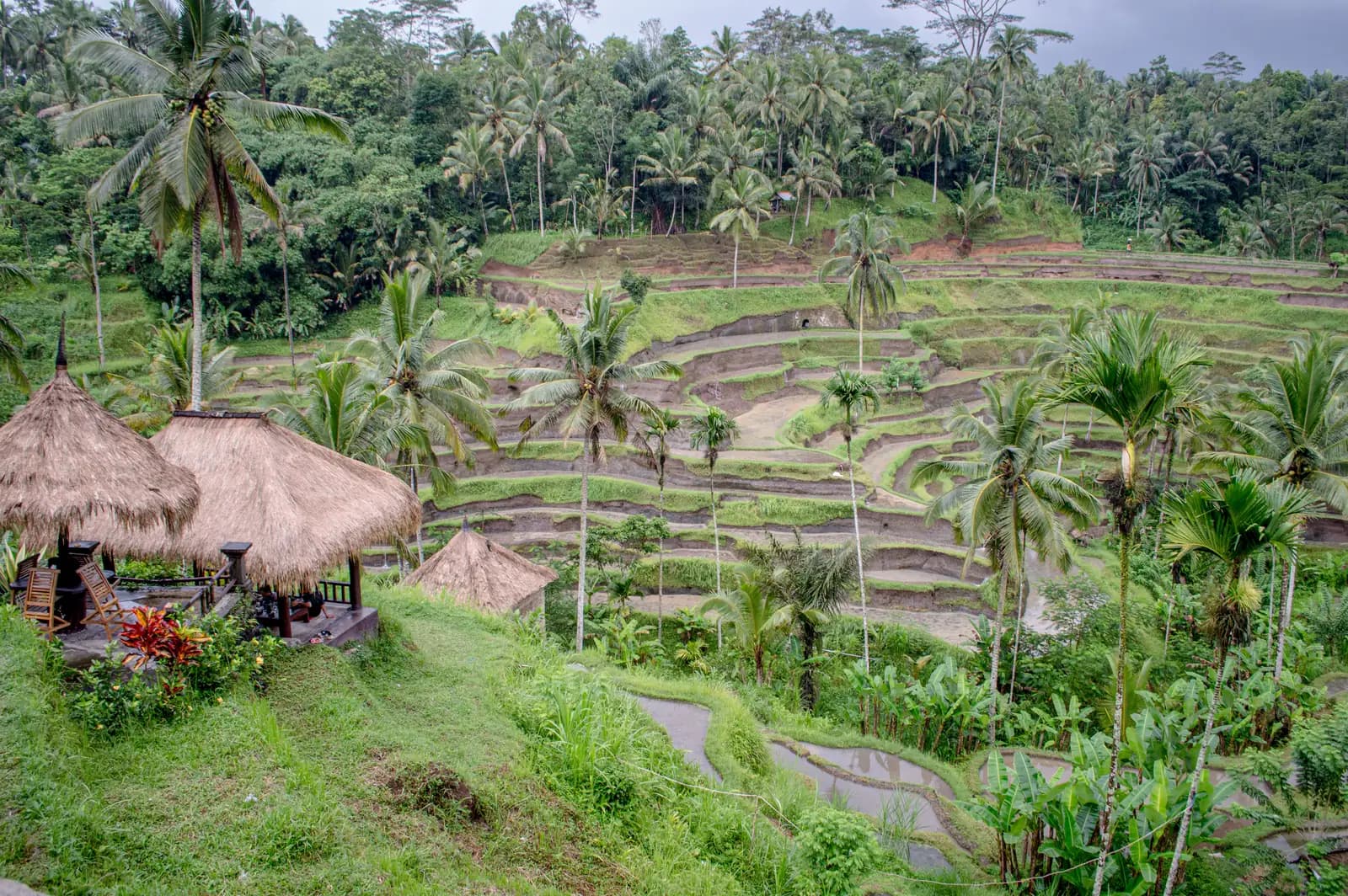 Lush green Tegallalang rice terraces with palm trees near Ubud, Bali