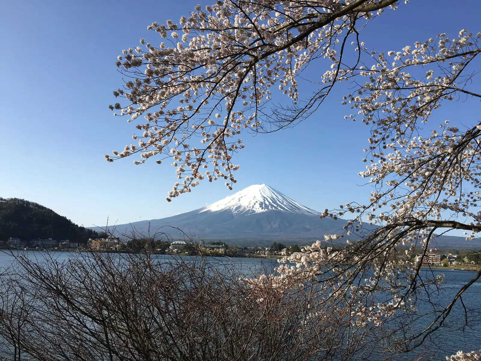 Mount Fuji framed by cherry blossoms over Lake Kawaguchi in spring
