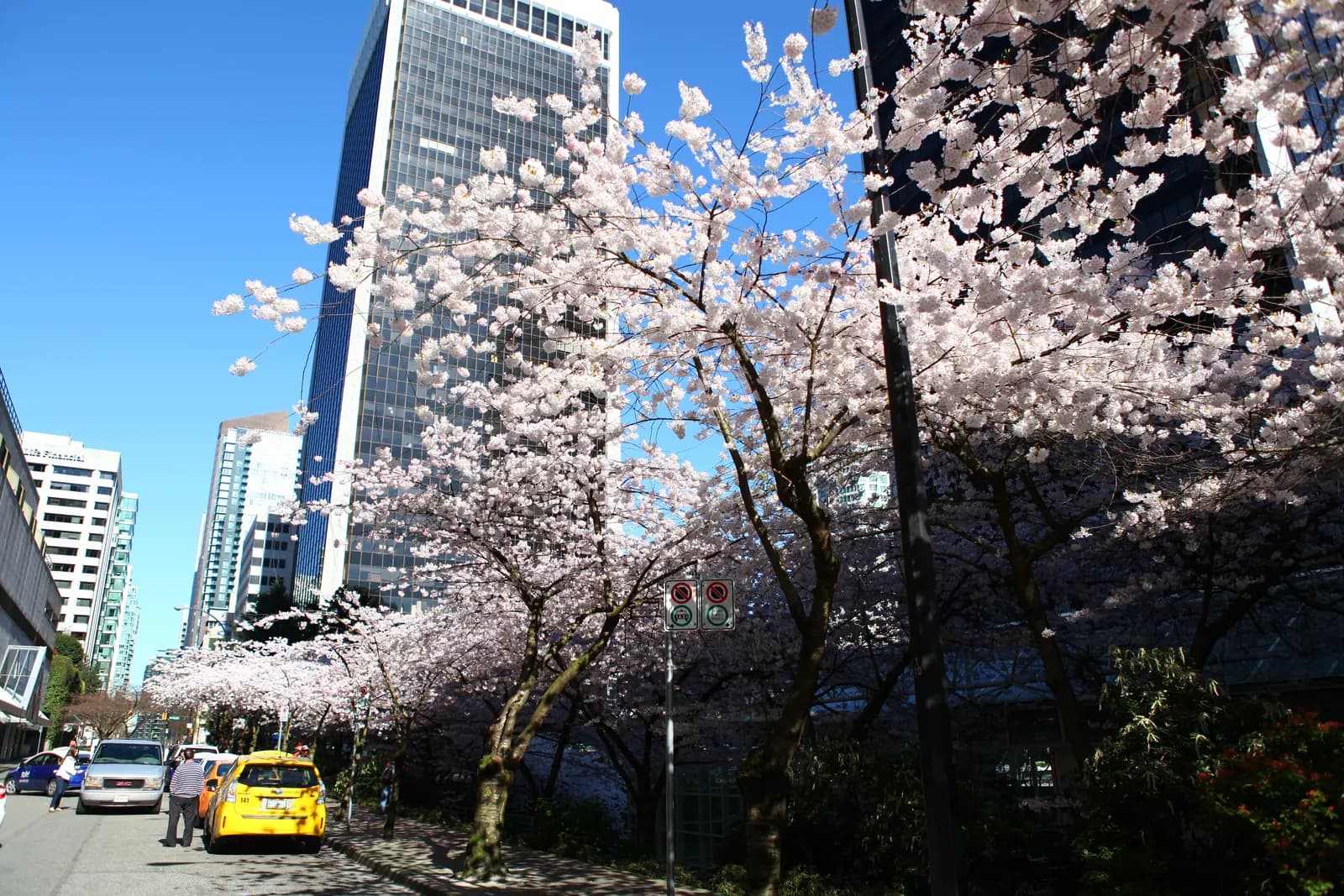 Cherry trees in full flower along a downtown Vancouver street in spring