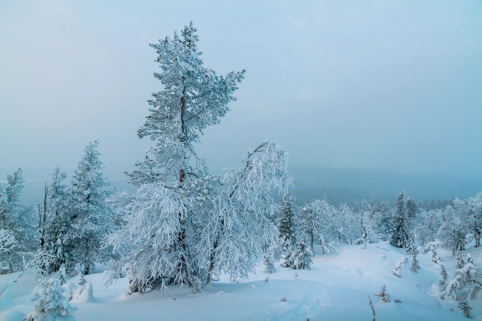 Snow covered pine forest on a fell in Finnish Lapland, low winter light across the treetops