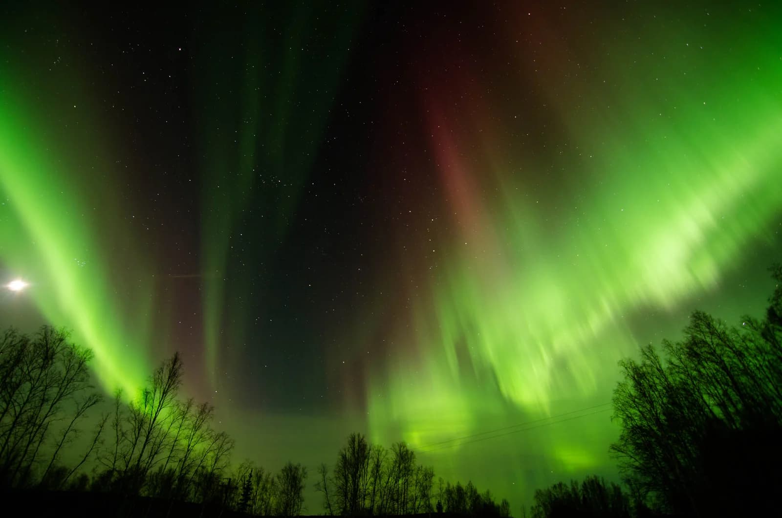 Green and red aurora filling the sky above silhouetted trees near Fairbanks in interior Alaska