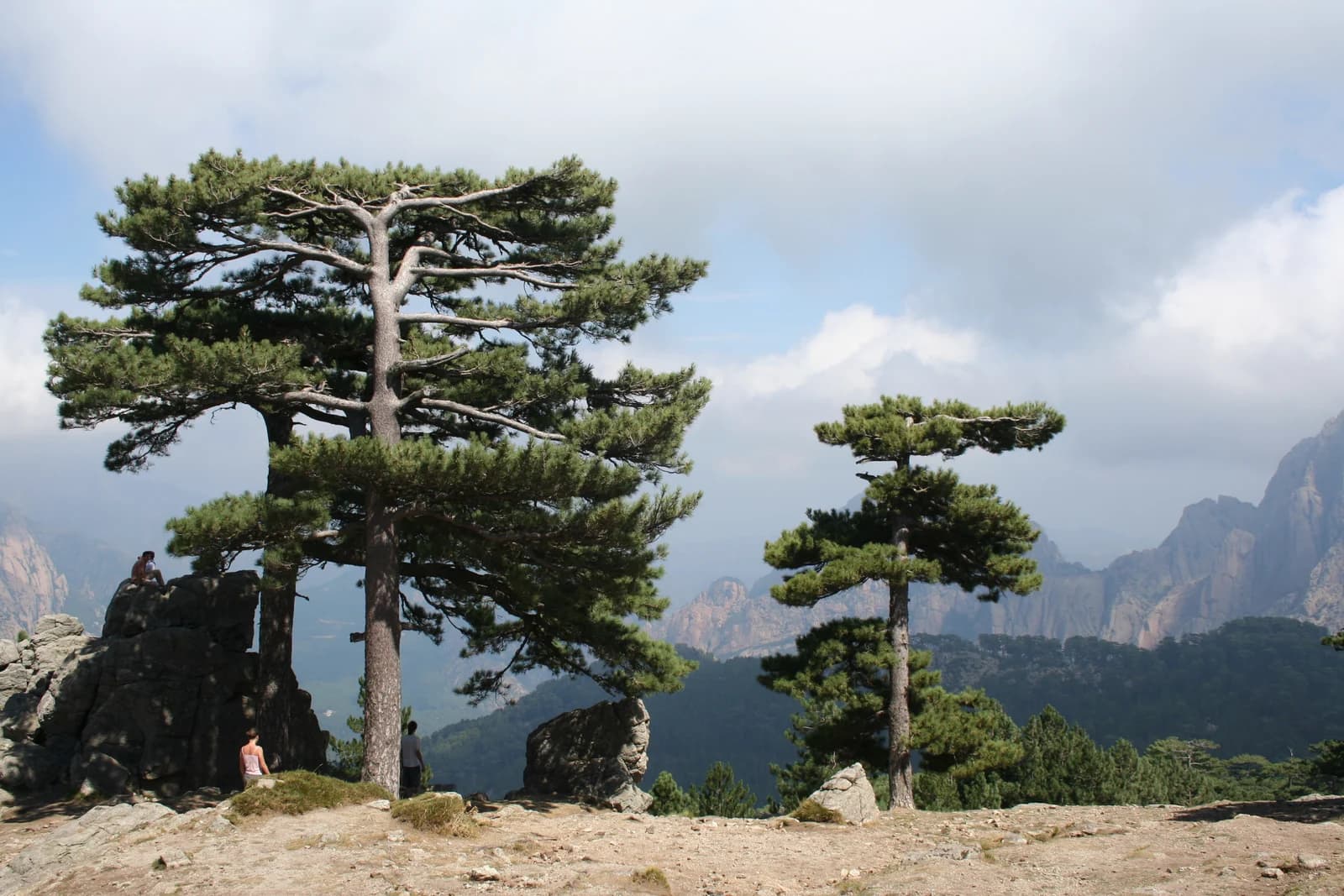 The granite needles of the Aiguilles de Bavella rising above pine forest at the Col de Bavella pass in southern Corsica