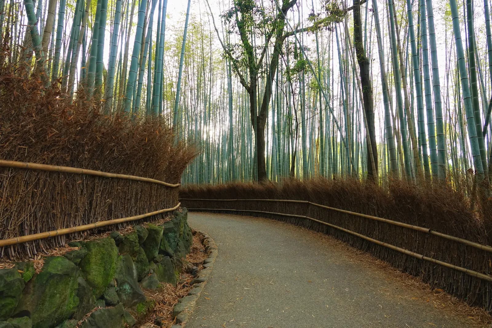 Arashiyama bamboo grove in Kyoto