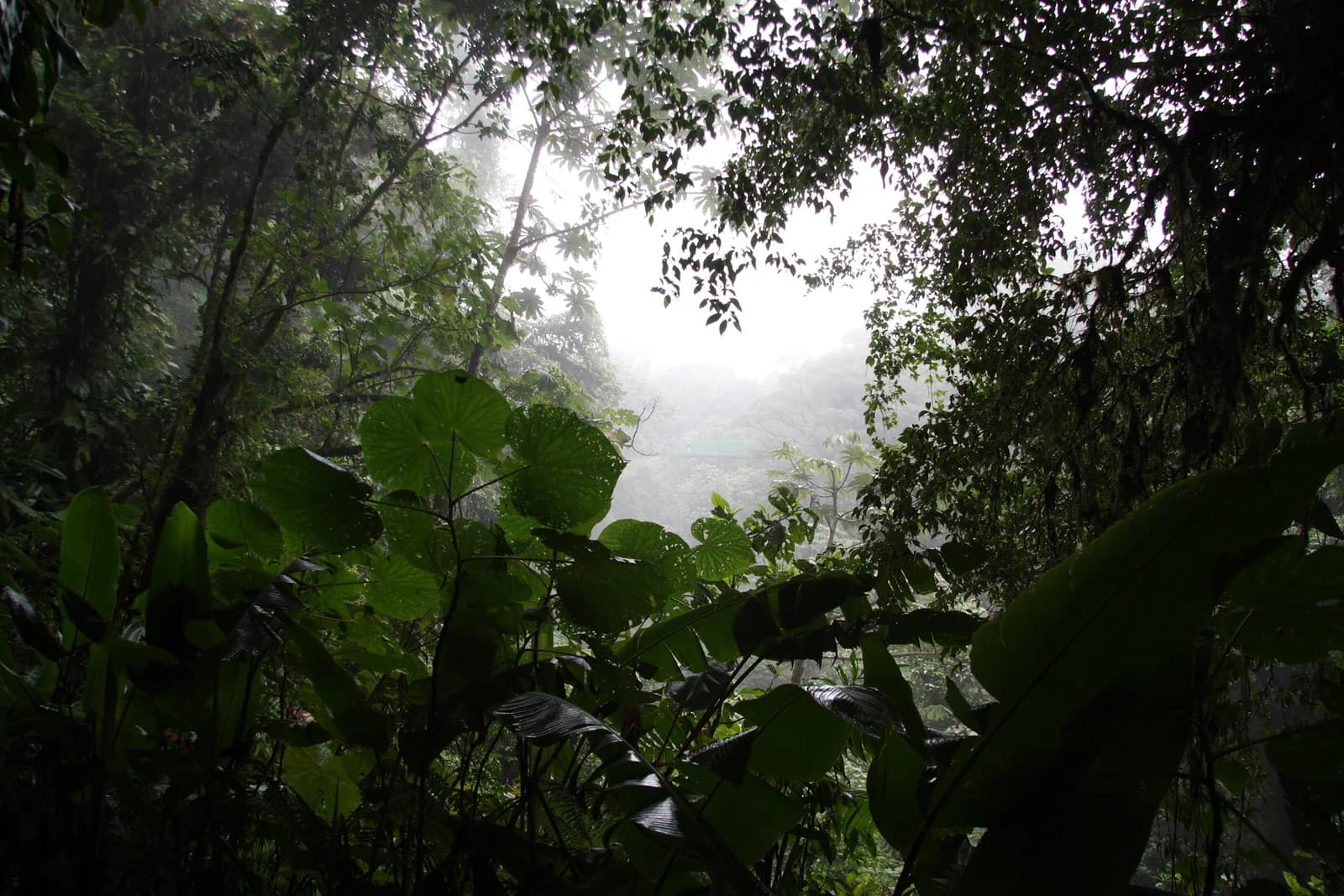 Monteverde cloud forest in Puntarenas