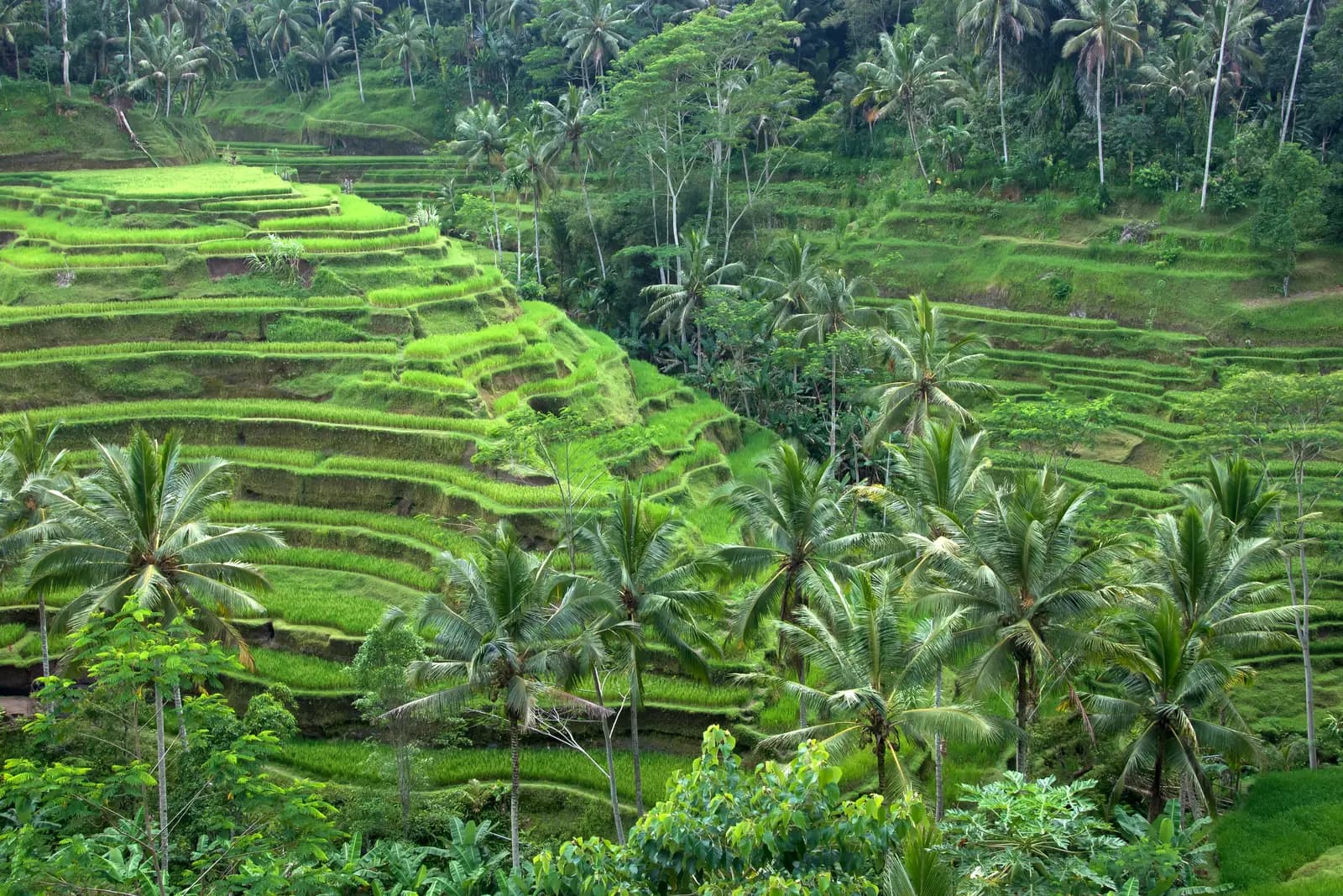 Tegallalang rice terraces in Ubud