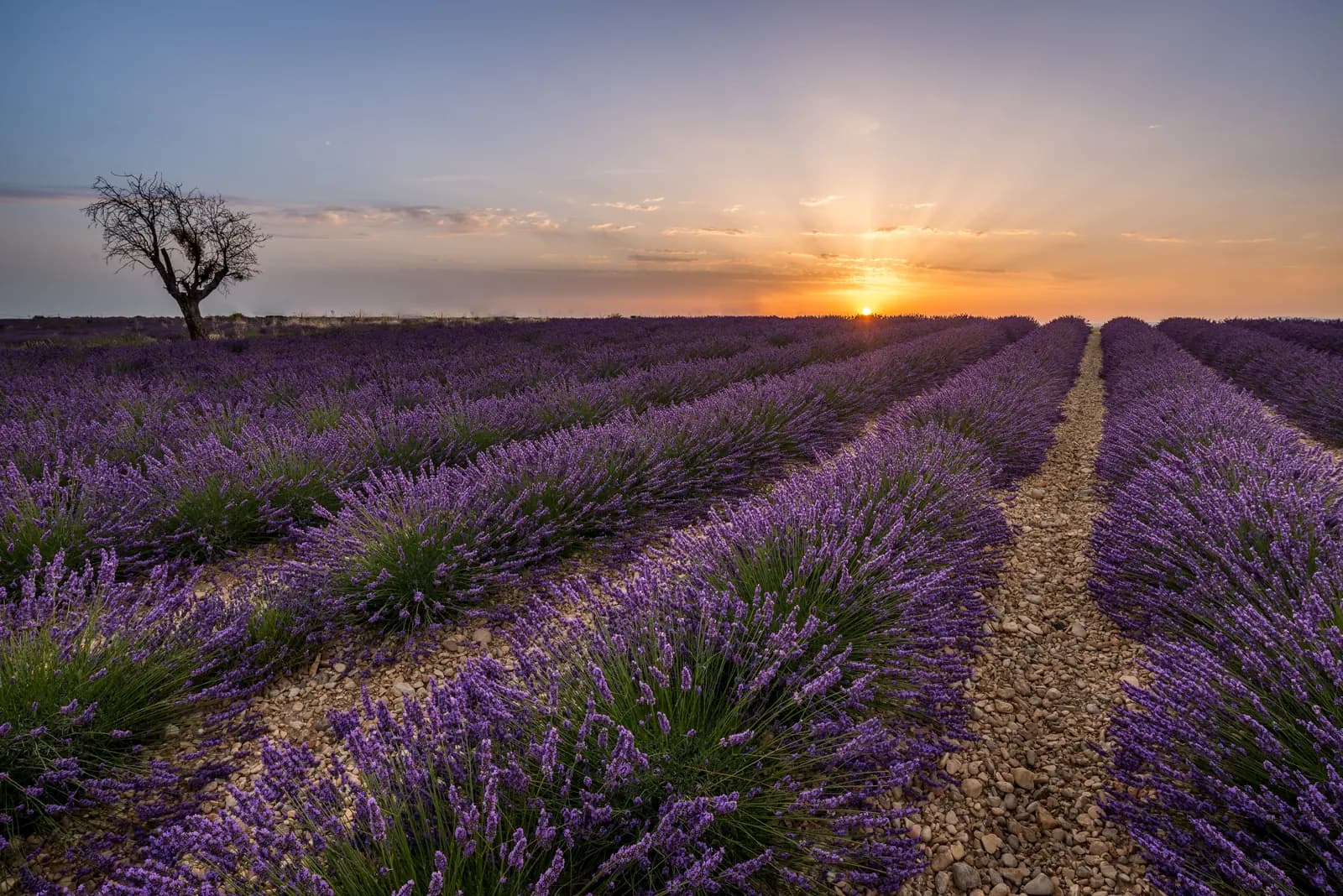 Valensole lavender fields in Provence