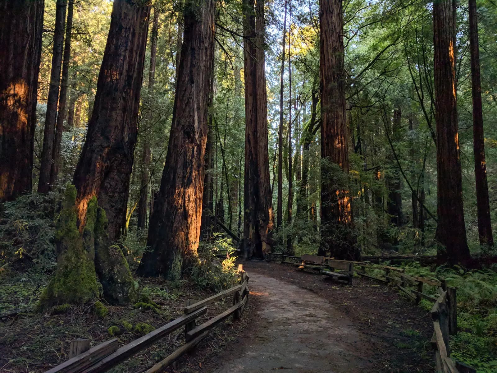 A sunlit path winds between giant redwood trunks at Muir Woods, north of San Francisco