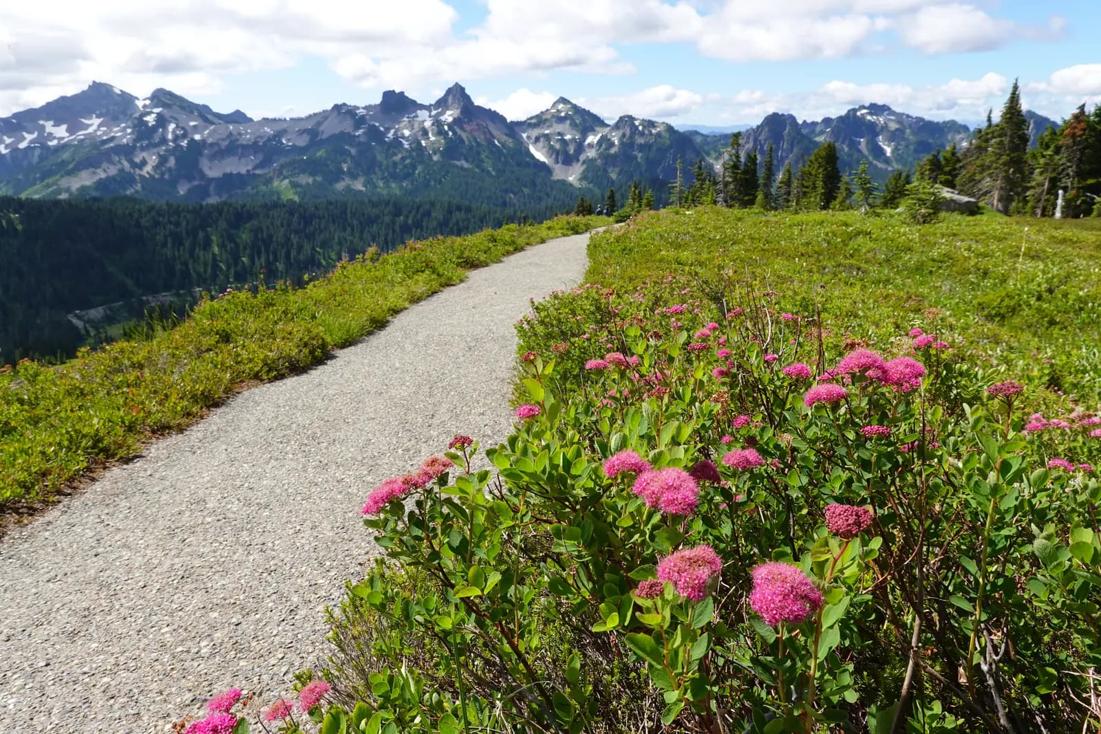 A gravel trail through pink wildflowers at Paradise in Mount Rainier National Park, with the Tatoosh Range behind