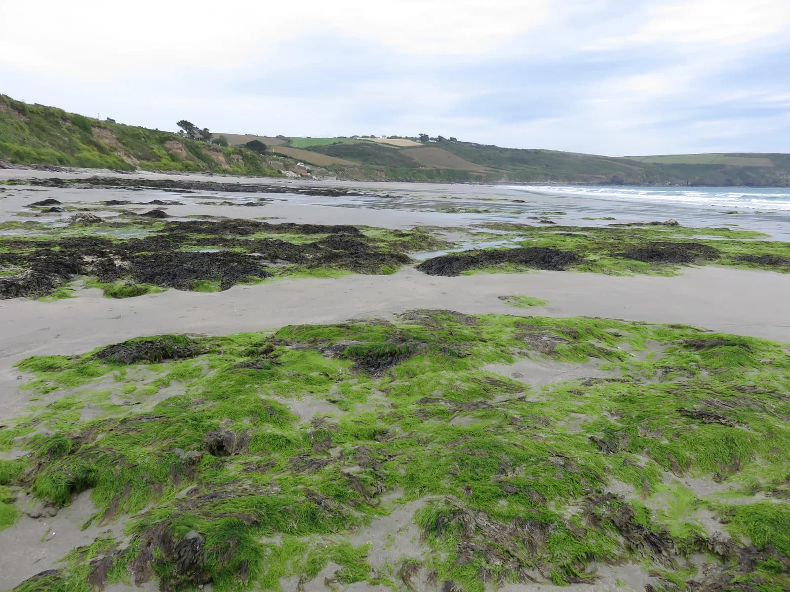 Seaweed-covered rocks on the flat sand of Carne Beach on the Roseland peninsula