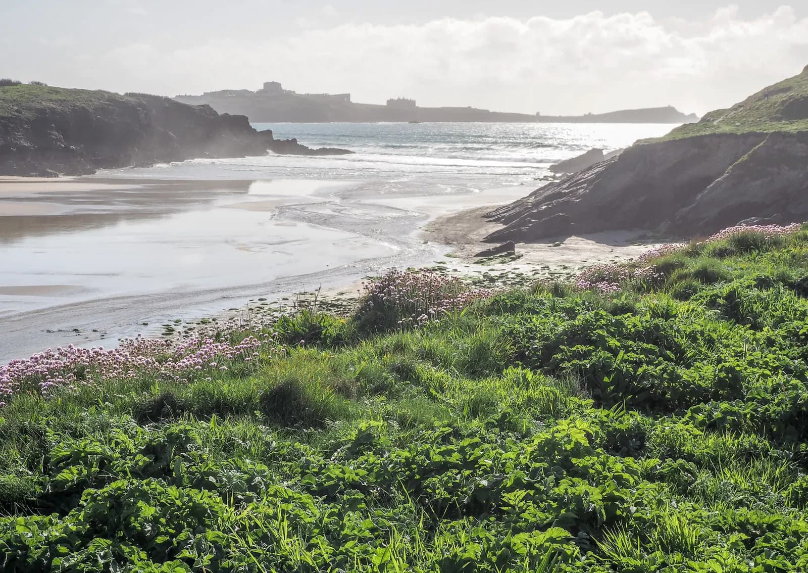 Sea thrift above Porth Beach near Newquay, seen from Trevelgue Head