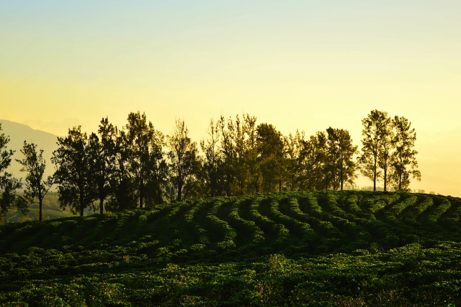 Rows of coffee bushes on a hill in Santa Barbara de Heredia at golden hour