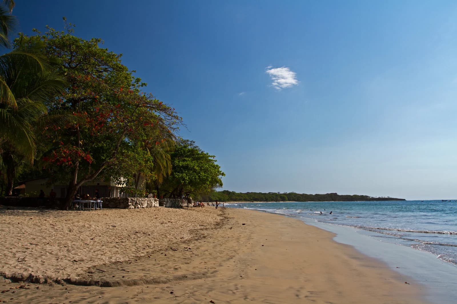 The sweep of Playa Tamarindo in Guanacaste with flowering trees along the sand