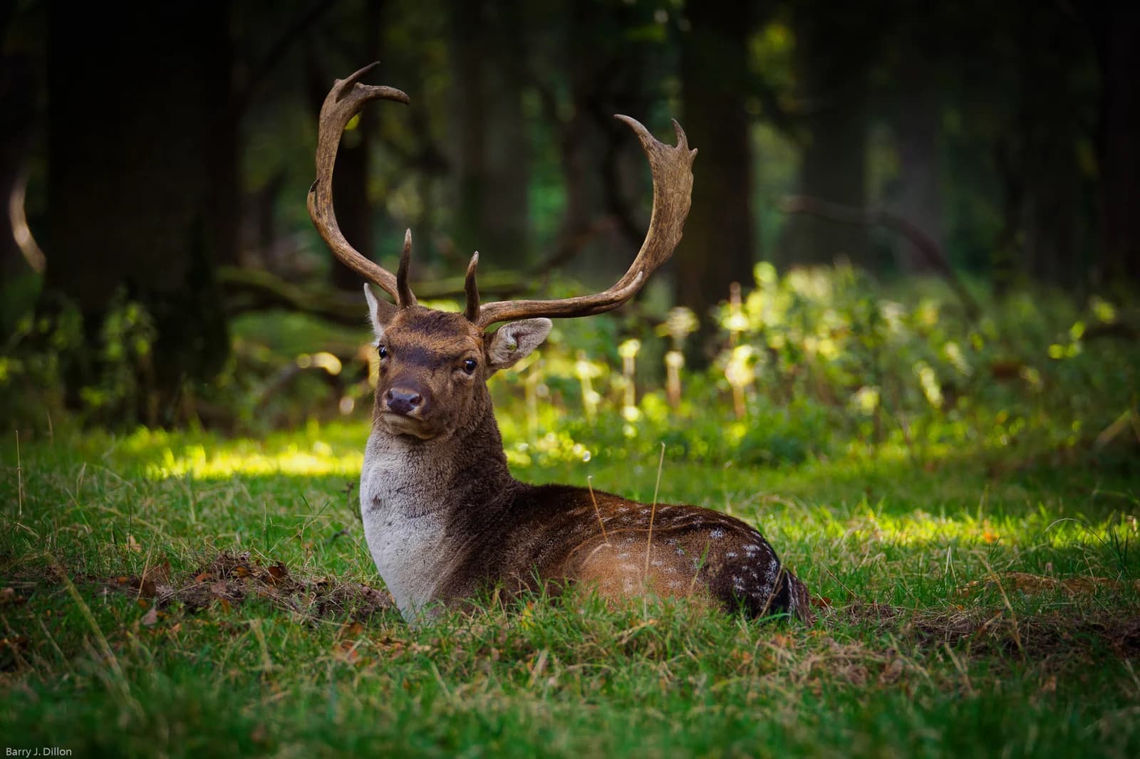 Wild deer grazing on the open grassland of Phoenix Park in Dublin