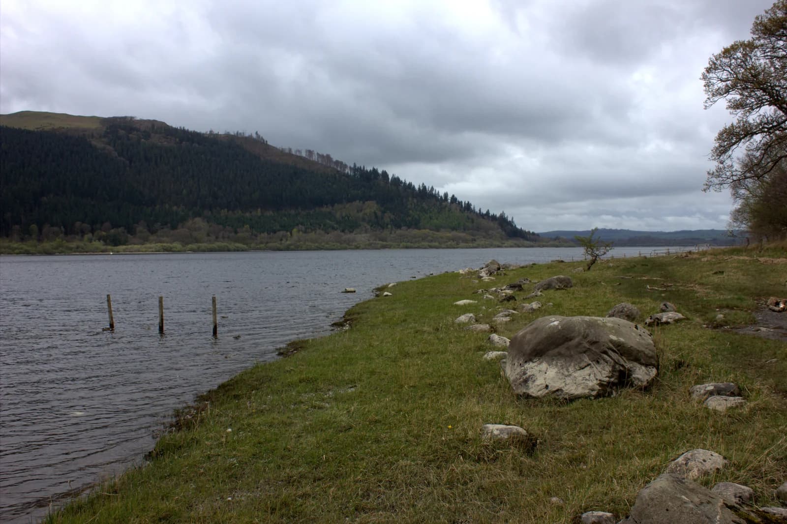 A grassy shore with boulders beside Bassenthwaite Lake, under wooded fells