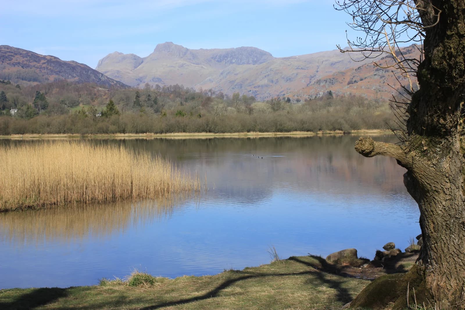 Reeds along Elter Water with the Langdale Pikes rising beyond