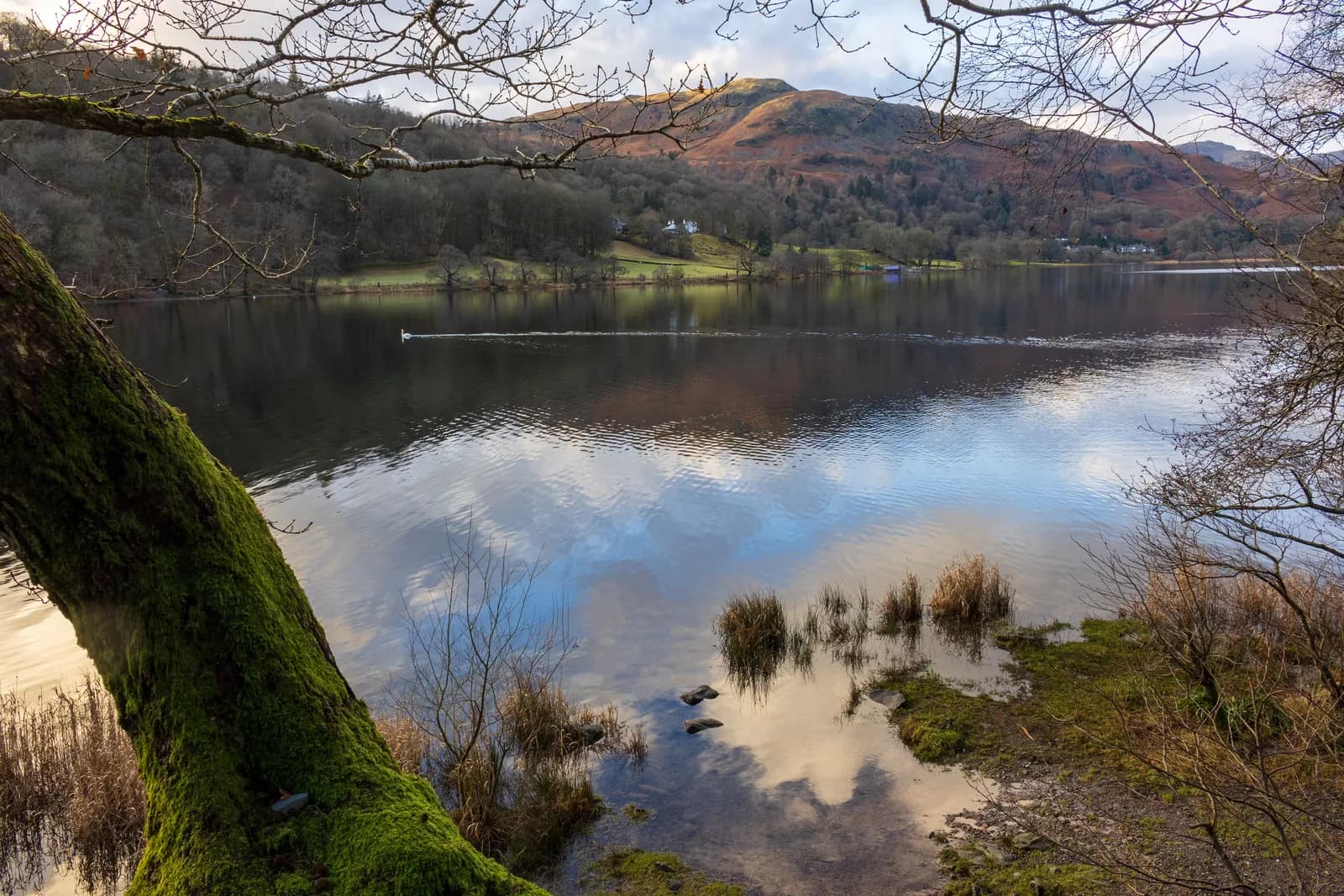Grasmere lake reflecting the surrounding fells, framed by a mossy tree on the shore