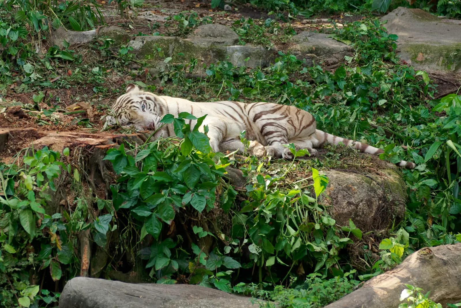 A white tiger in its enclosure at the Singapore Zoo in Mandai