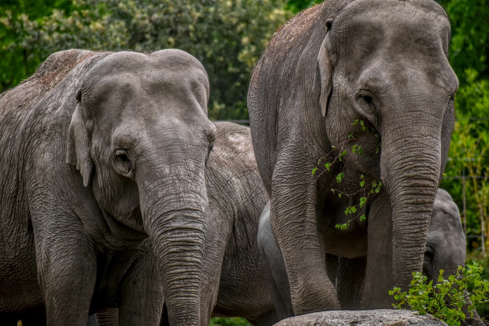 Asian elephants in their paddock at Dublin Zoo in Phoenix Park