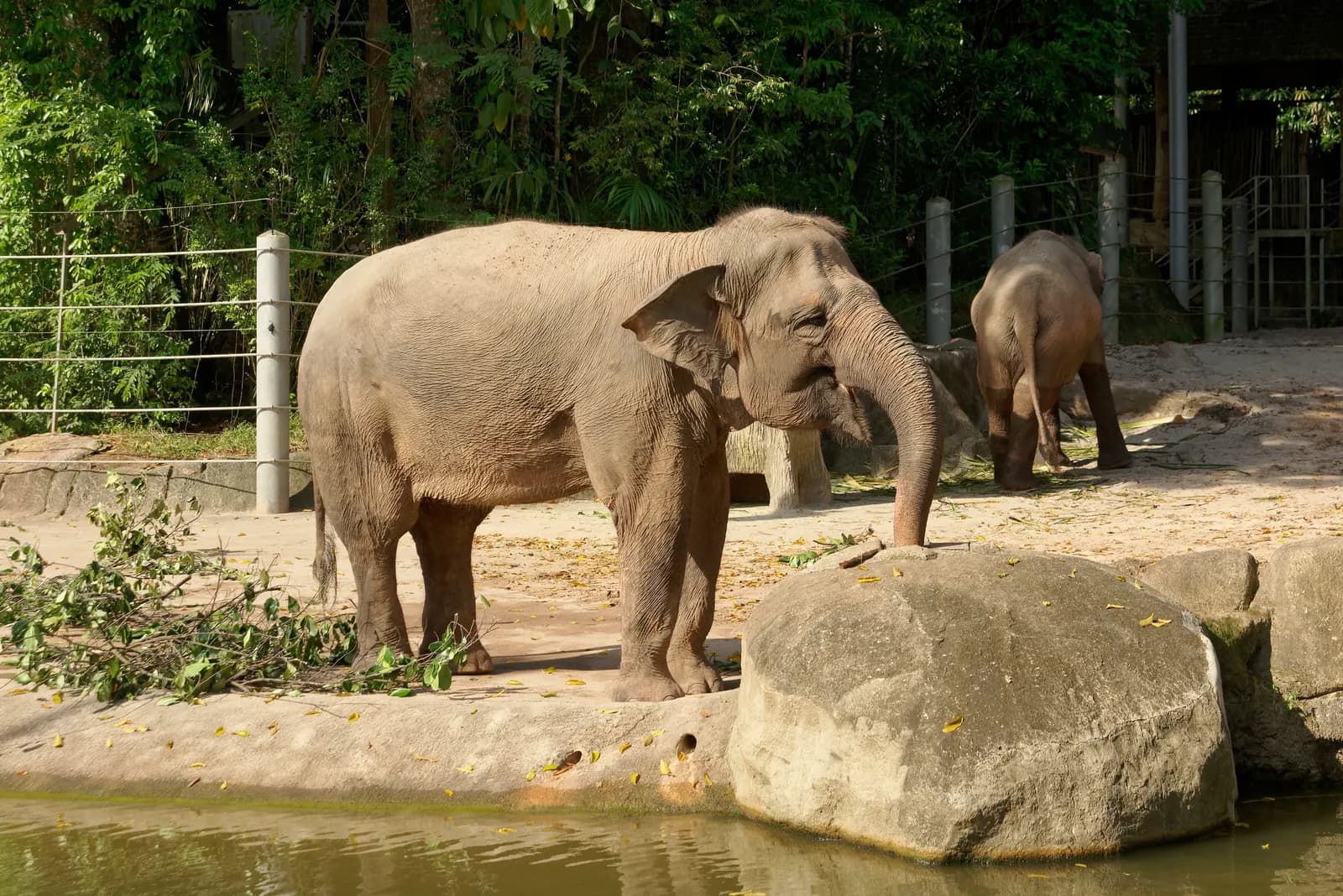 An Asian elephant in its enclosure at the Singapore Zoo in Mandai