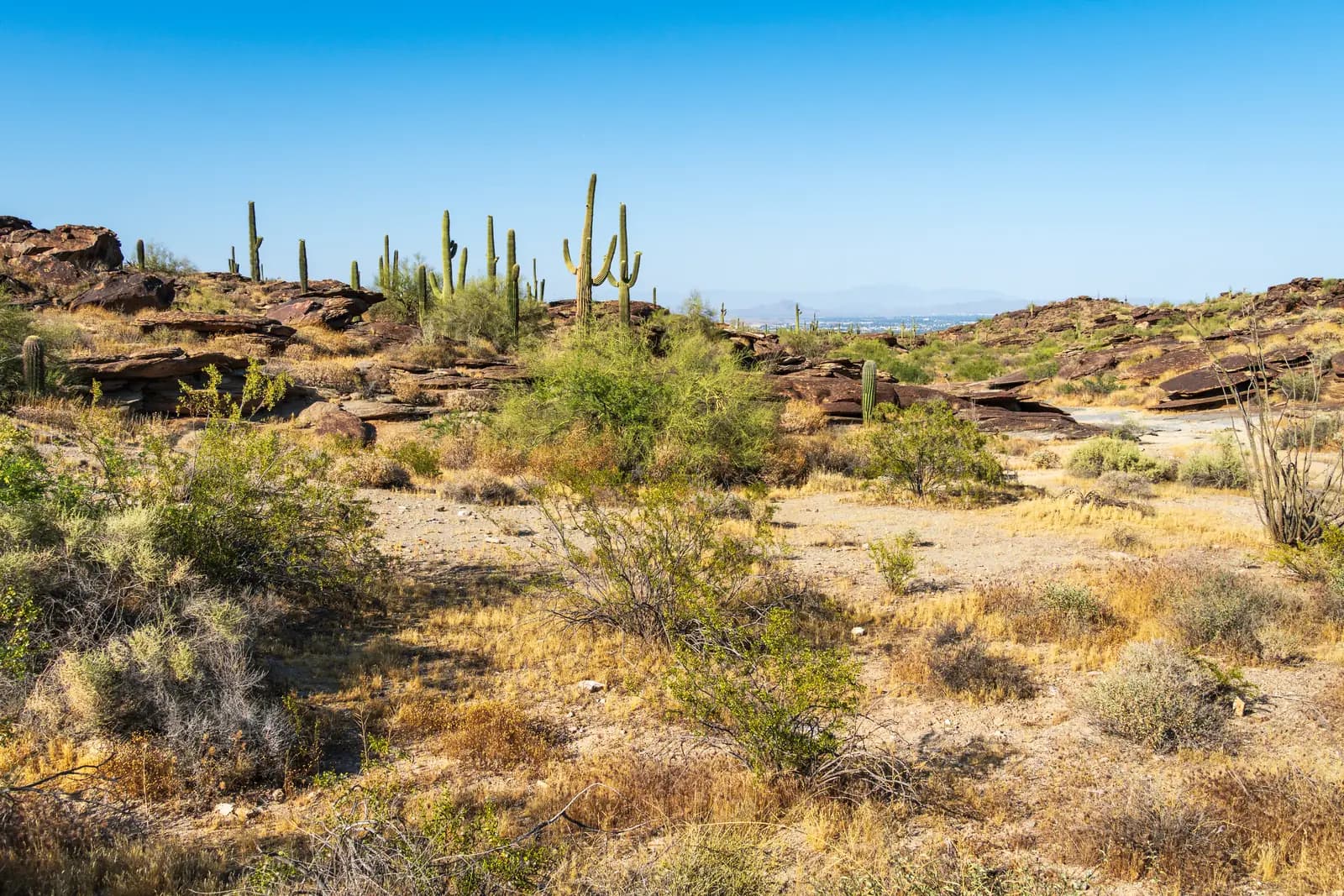 Saguaro cactus and desert scrub in South Mountain Park, Phoenix, the preserve the city's largest water park resort adjoins