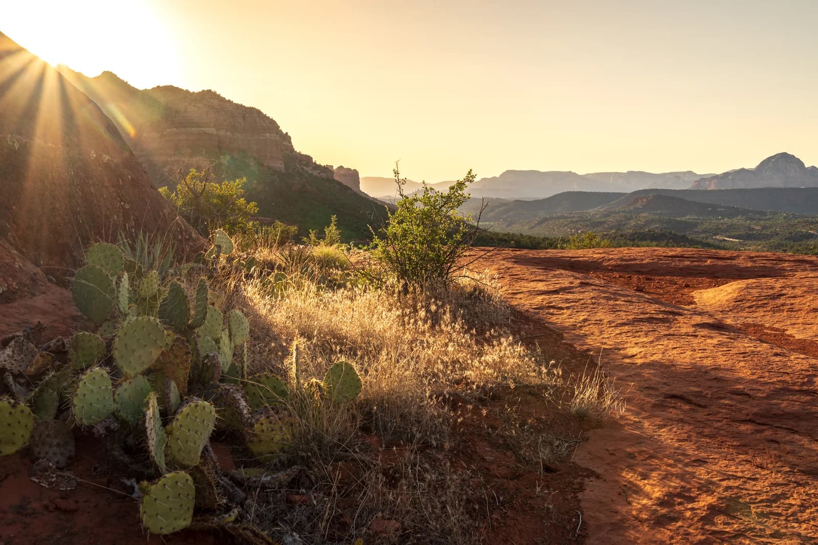 Late sun over the red rock country around Bell Rock in Sedona, with prickly pear on the slickrock in the foreground
